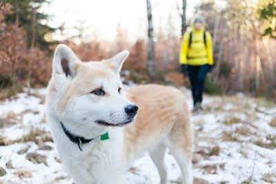 Woman Hiking In Winter Forest With Dog Woman in bright yellow jacket hiking in white winter forest with akita dog. Recreation and healthy lifestyle outdoors in nature. Akita dog portrait on sunset.