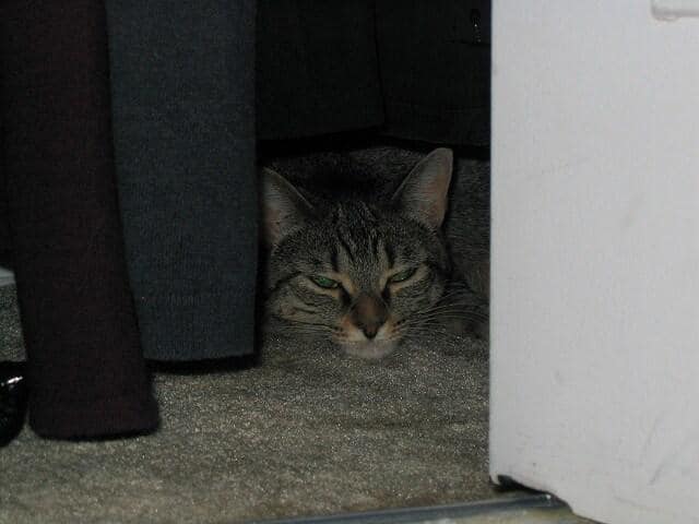 Cat hides in closet.