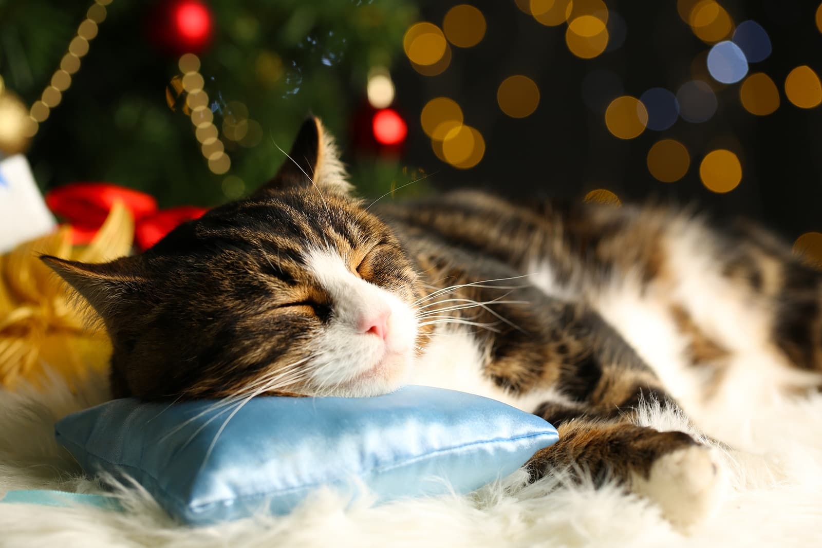 Black and orange cat sleeping with head on blue pillow in front of Christmas décor.