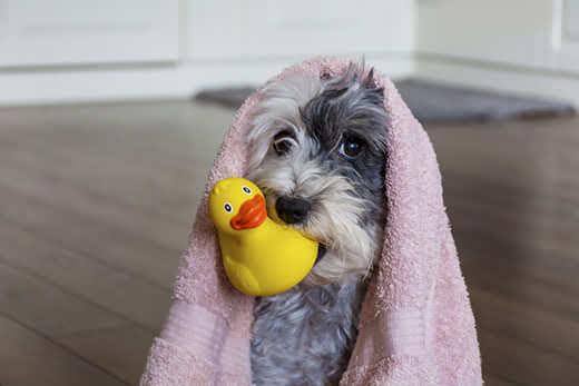 Cute Dog with Pink Towel and yellow Rubber Duck ready for Bath