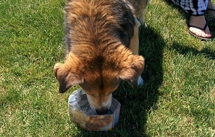 dog-drinks-from-diy-water-dish Dog drinks from DIY collapsible dog dish.