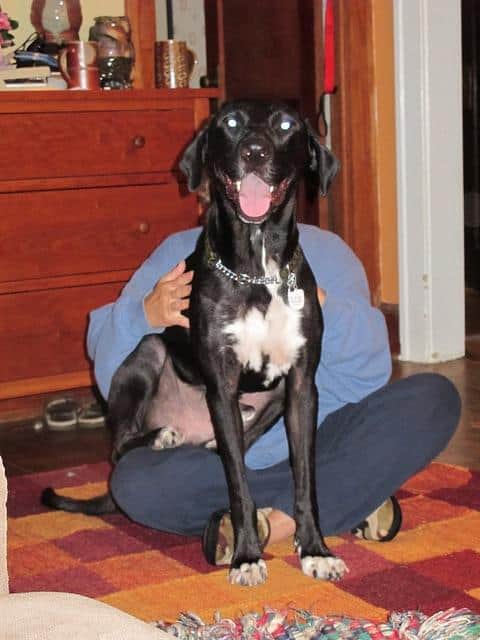 Large black dog sits on woman's lap as she sits Indian style.