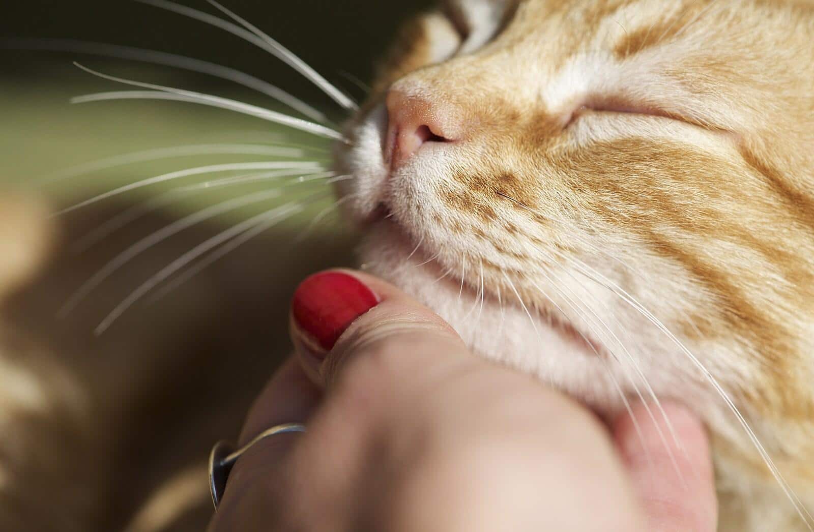 Ginger cat getting chin scratched.
