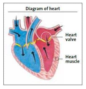 Diagram of heart