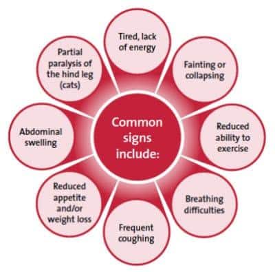 Common signs of heart disease