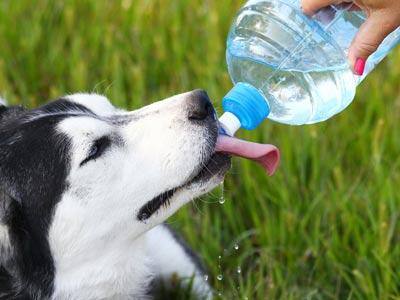 Husky dog drinking from water bottle Thirsty Husky dog drinking from water bottle held by a woman