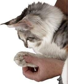 Cat healthcare starts at home