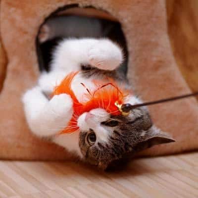 Brown and white kitten playing with orange feather cat toy.
