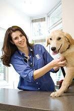 Vet and dog