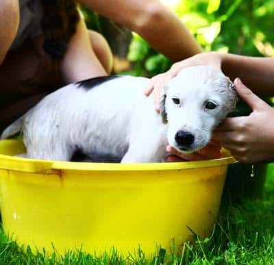 White puppy being washed in a yellow tub outside.