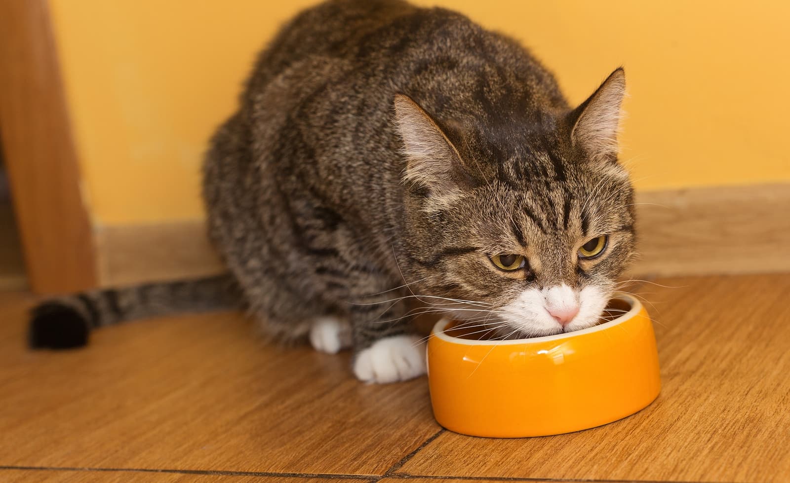 Grey cat eating dry food from orange bowl