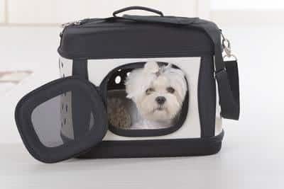 White dog sits in a black and white dog carrier.
