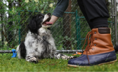 Glad liten hund som klappas i trädgården