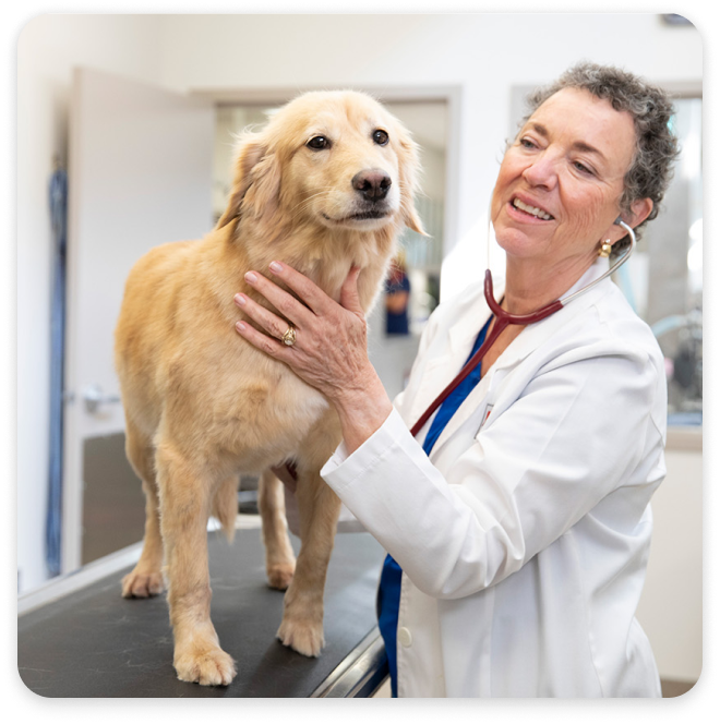 Golden retriever på veterinärbord bredvid veterinär
