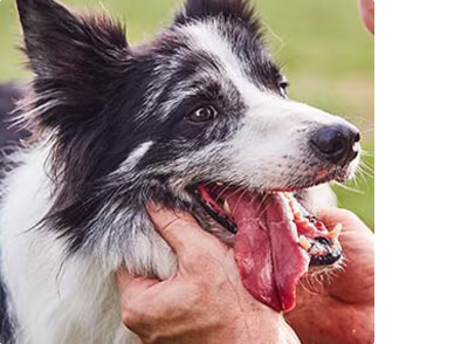 Border Collie gets scratches