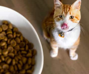 En brunvit katt tittar upp mot en skål med torrt kattfoder