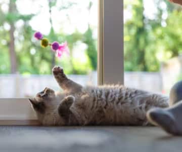 En grå katt ligger bredvid ett fönster och tittar på en kattleksak