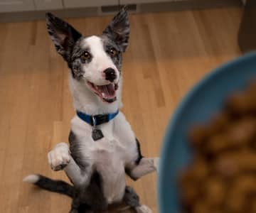 En mycket ivrig hund sätter sig upp framför maten i en blå skål.  