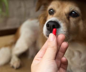 Hund på väg att äta medicin från en persons hand.