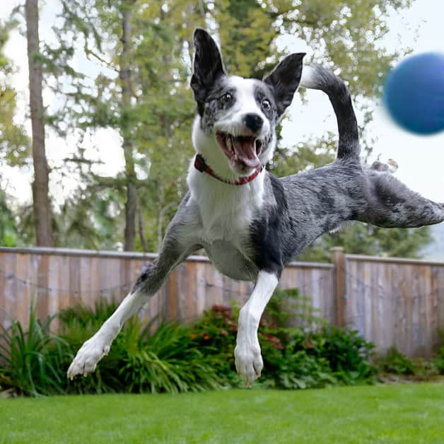 En svartvit border collie hoppar högt upp i luften.