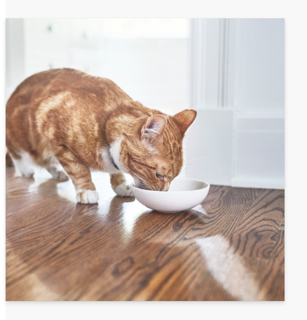 orange katt som äter våt mat av plattan