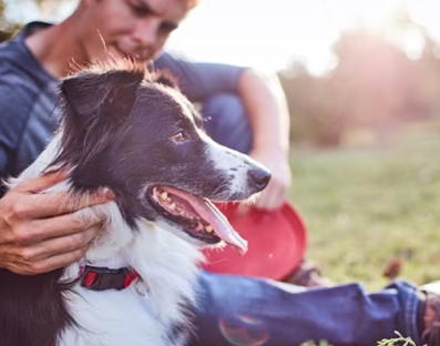 En man klappar sin hund