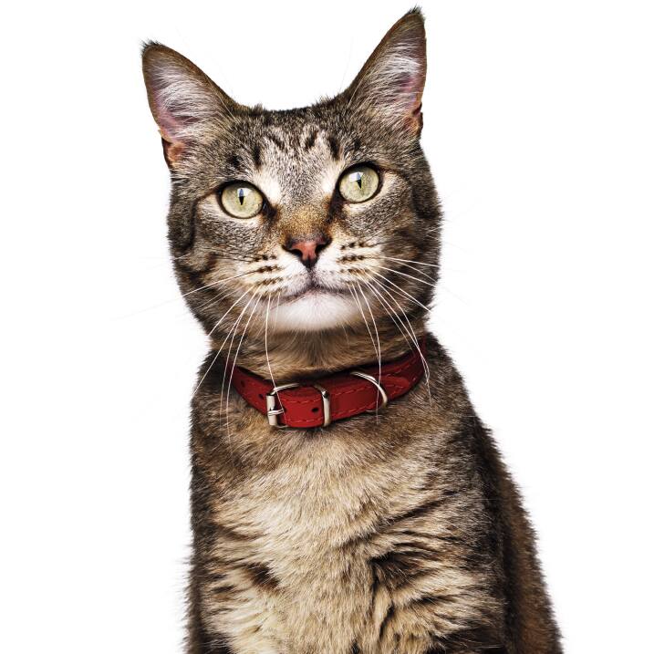 katt
