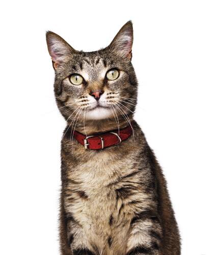 katt
