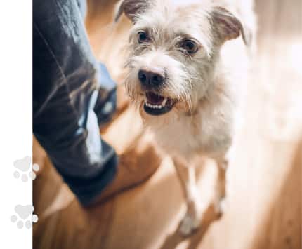 hund som äter mat