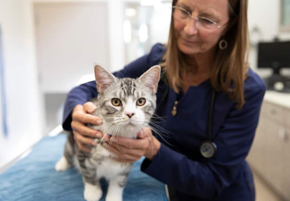 Katt med veterinär