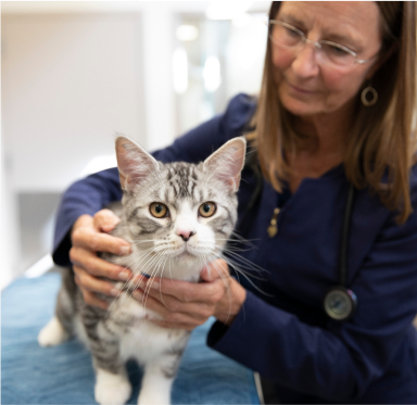 Katt med veterinär