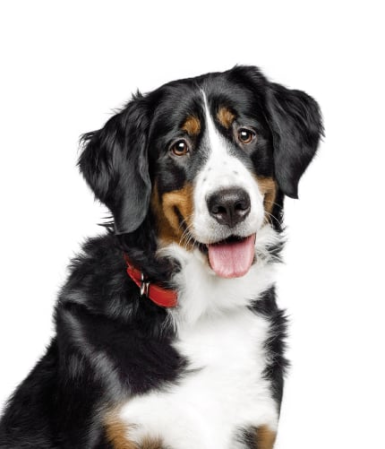 Hund