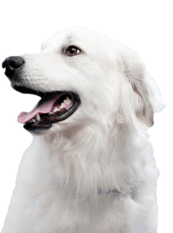 vit hund
