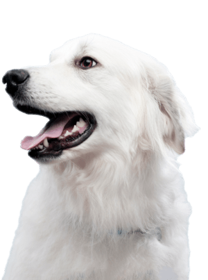 vit hund