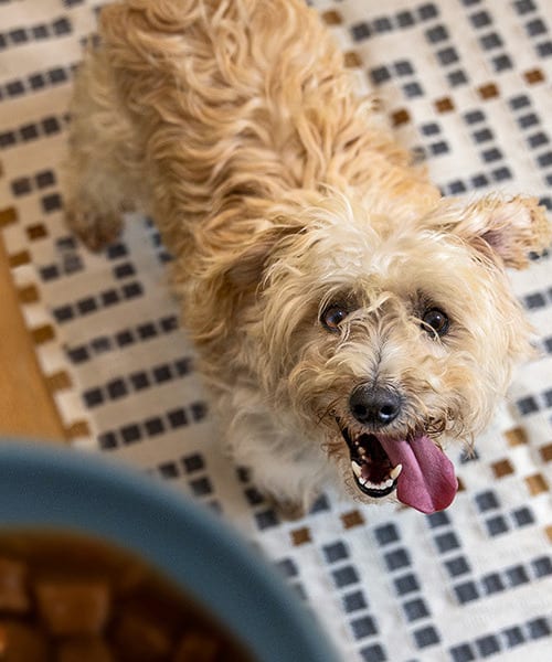 liten vit hund tittar upp på en skål med foder