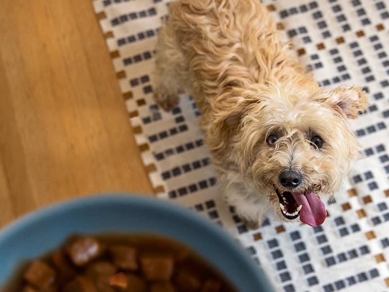 liten vit hund tittar upp på en skål med foder