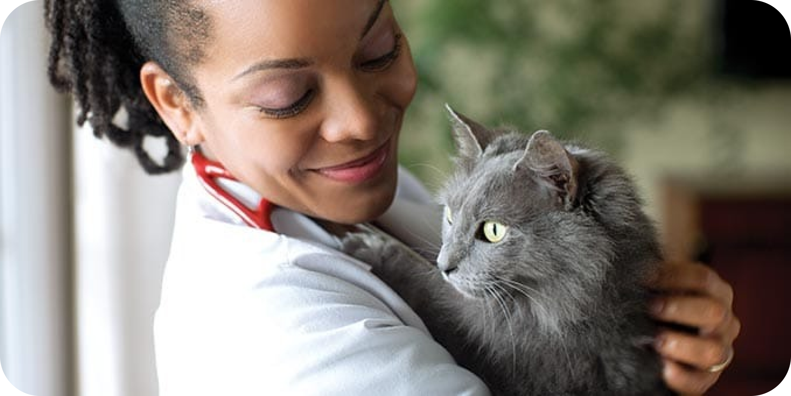 En veterinär håller en grå katt