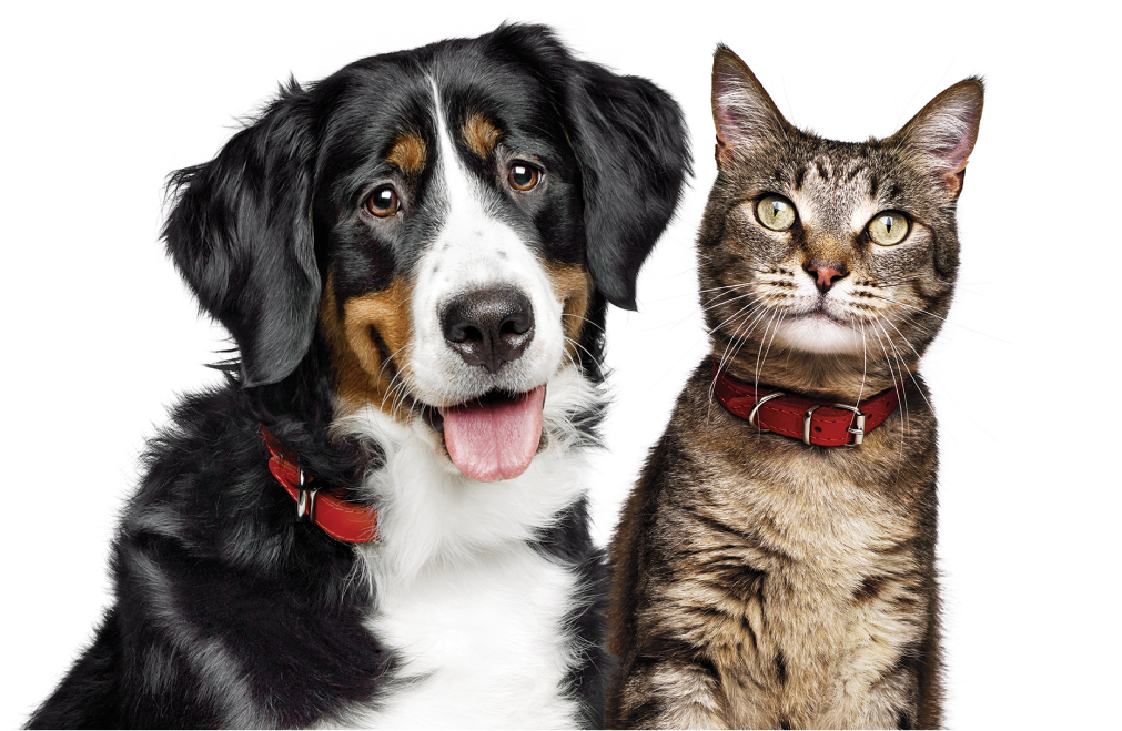 En hund och en katt