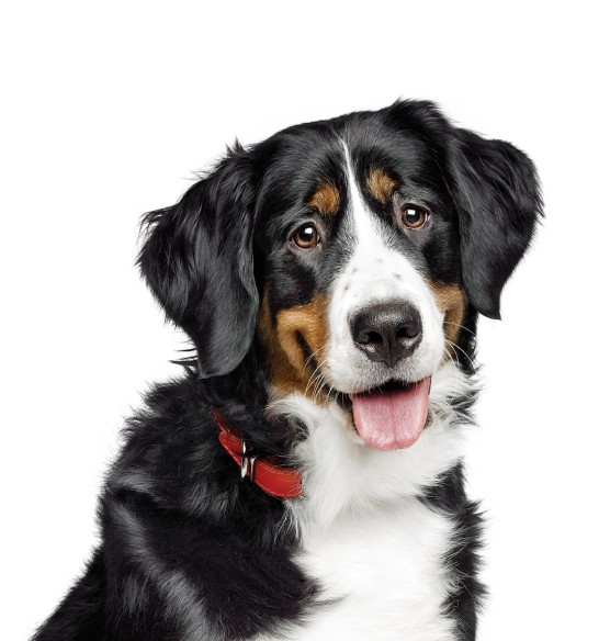Hund