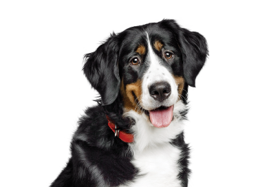 Hund