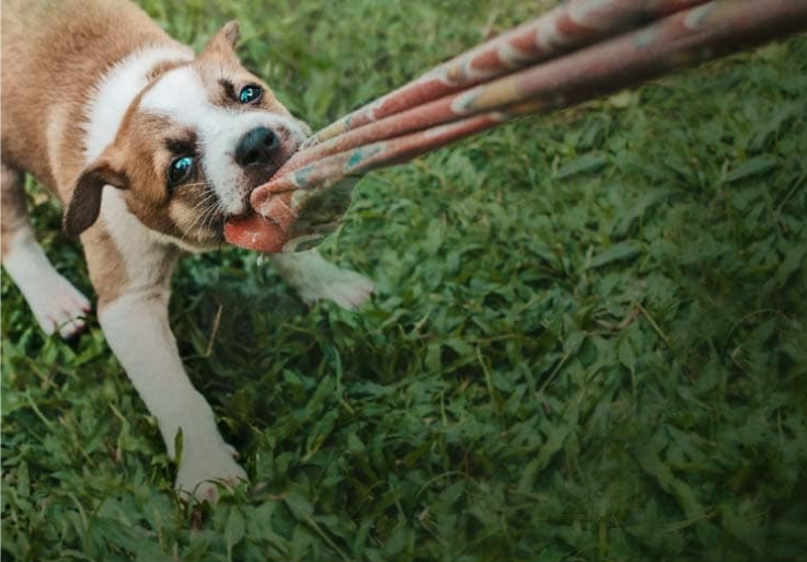 En hundvalp rycker ett klädesplagg från en person
