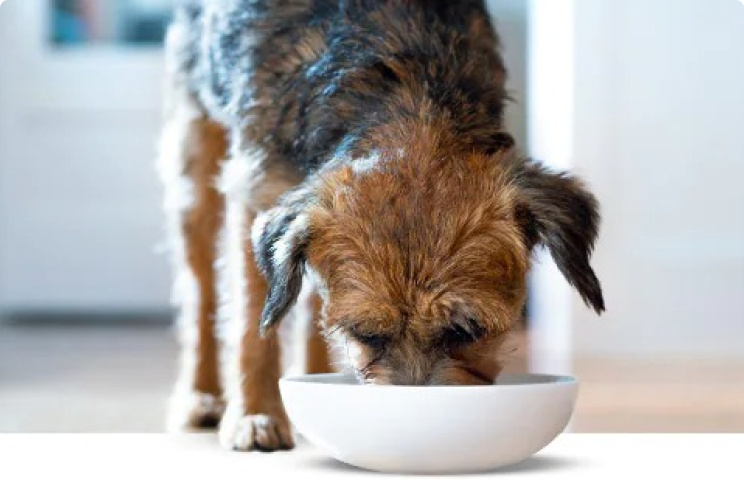 En hund äter ur en skål